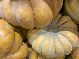 Bal Kabağının Faydaları