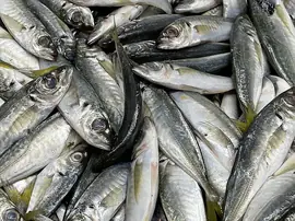 Bayat Balık Tüketilirse Ne Olur?