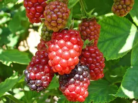 Böğürtlenin Faydaları