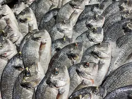 Bozulan Balık Nasıl Anlaşılır?