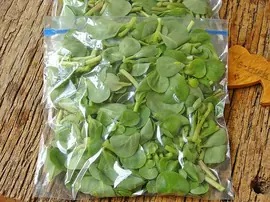 Dondurucuda Semizotu Saklama