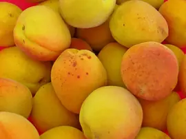 Kayısının Faydaları