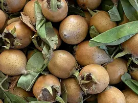 Muşmulanın Faydaları