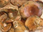 Mantar Kavurma (Kanlıca Mantarı)