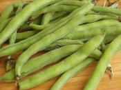 Fresh Broad Beans with Olive Oil Recipe (Turkish Cuisine)