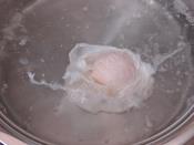 Poached Egg Recipe