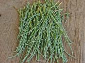 Deniz Börülcesi Nasıl Ayıklanır