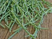 Deniz Börülcesi Nasıl Ayıklanır