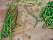 Deniz Börülcesi Nasıl Ayıklanır