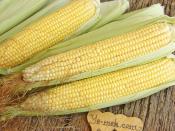 Haşlama Süt Mısır