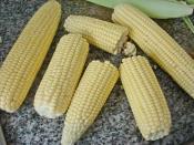 Haşlama Süt Mısır