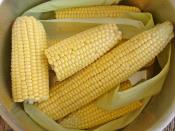 Haşlama Süt Mısır