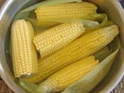 Haşlama Süt Mısır