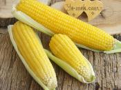 Haşlama Süt Mısır