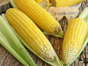 Haşlama Süt Mısır