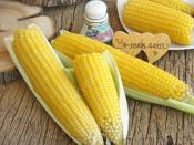 Haşlama Süt Mısır