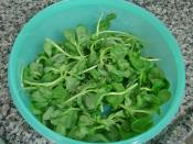 Közlenmiş Kırmızı Biberli Semizotu Salatası