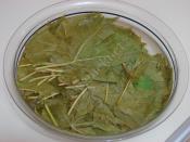 Asma Yaprağı Buzlukta Nasıl Saklanır