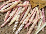 Taze Barbunya Derin Dondurucuda Nasıl Saklanır