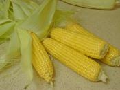 Süt İle Mısır Haşlama