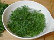 Buzlukta Dereotu Saklama