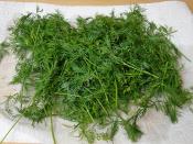 Buzlukta Dereotu Saklama