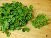 Buzlukta Maydanoz Saklama