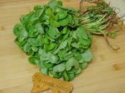 Dondurucuda Semizotu Saklama