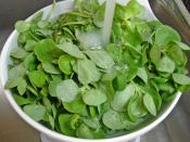 Dondurucuda Semizotu Saklama