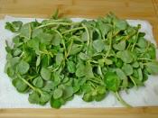 Dondurucuda Semizotu Saklama