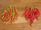 Acı Biber Nasıl Kurutulur