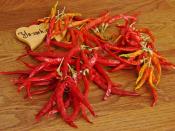 Acı Biber Nasıl Kurutulur