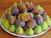 İncir Pestili
