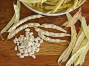 Buzlukta Süt Fasulyesi Saklama Yöntemi