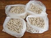 Buzlukta Süt Fasulyesi Saklama Yöntemi