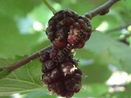 Ekşi Karadut Şurubu