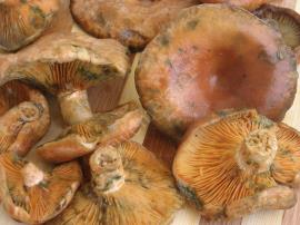 Mantar Kavurma (Kanlıca Mantarı)