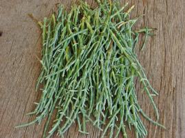 Deniz Börülcesi Salatası