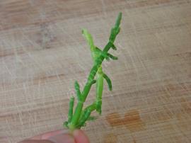 Deniz Börülcesi Salatası