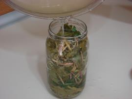 Asma Yaprağı Salamurası