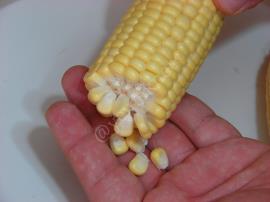 Taze Süt Mısır Ayıklama