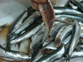 Fırında Kılçıksız Hamsi