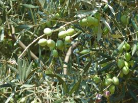 Çizik Yeşil Zeytin