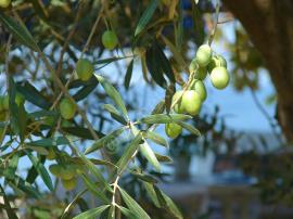 Çizik Yeşil Zeytin