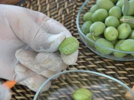 Çizik Yeşil Zeytin