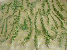 Biberiye Nasıl Kurutulur