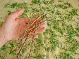 Biberiye Nasıl Kurutulur