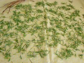 Biberiye Nasıl Kurutulur