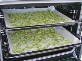 Biberiye Nasıl Kurutulur