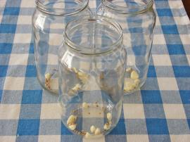 Lakto Fermente Lahana Turşusu